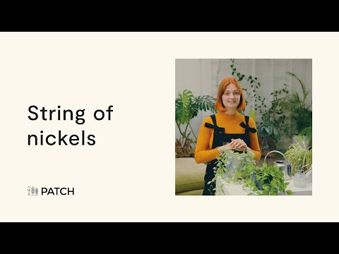 String of nickels - Top houseplants 💰🌿