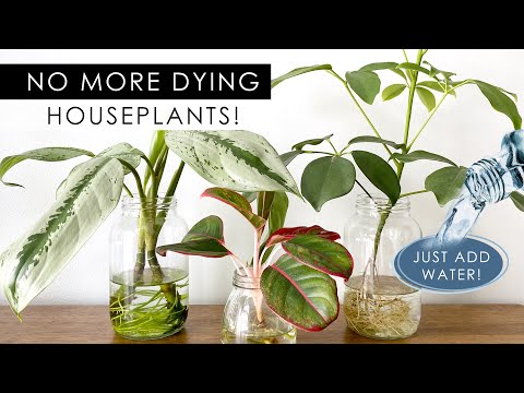 8 INDOOR PLANTS THAT CAN GROW IN WATER! *NO SOIL NEEDED!*