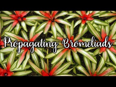 Propagating Bromeliads: How To Remove &amp; Pot Up Bromeliad Pups / Joy Us Garden