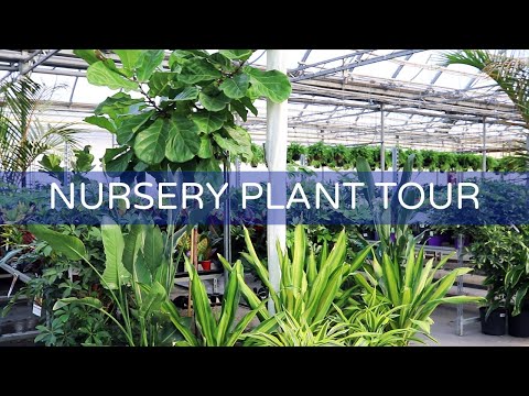 Relaxing Nursery Tour While You Self-Quarantine | Houseplant Positivity