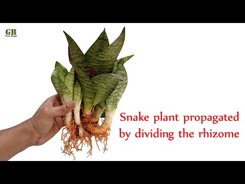 Snake plant propagated by cuttings or by dividing the rhizome