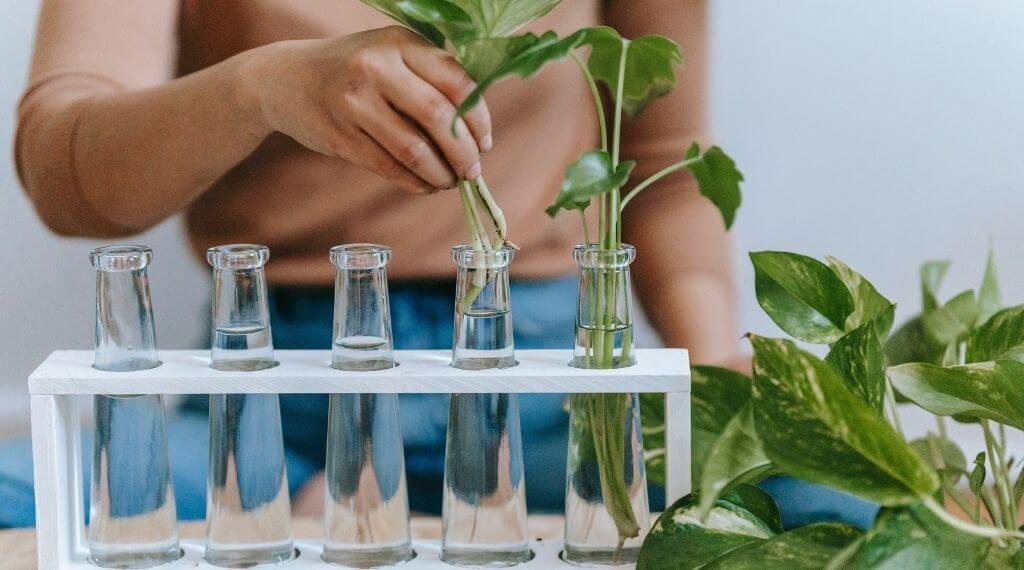 7 Lush Plants That Grow In Water Easily Without Soil | Plantiful Interiors