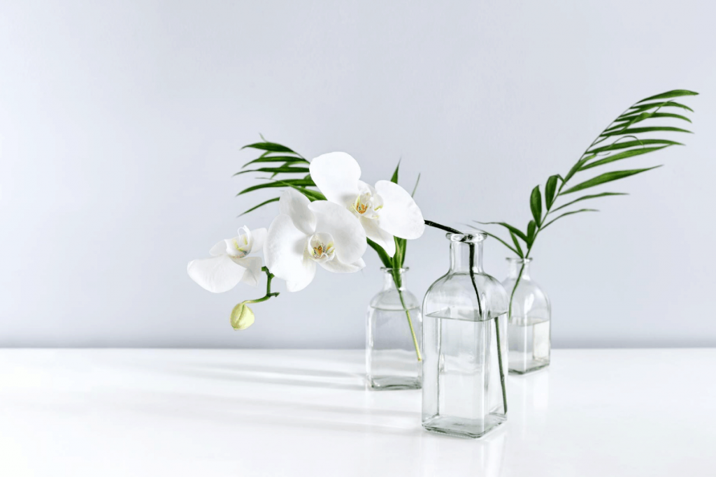 easy flowering plants cut white orchid