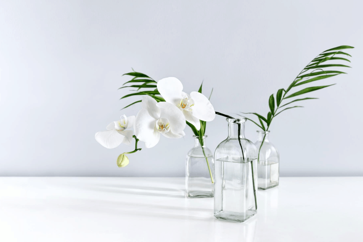 easy flowering plants cut white orchid