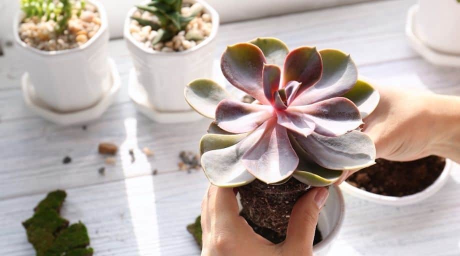 planting succulent inside white pot