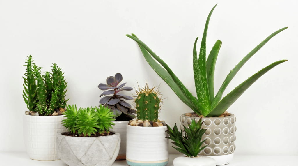 10 Best Succulents For Your Office
