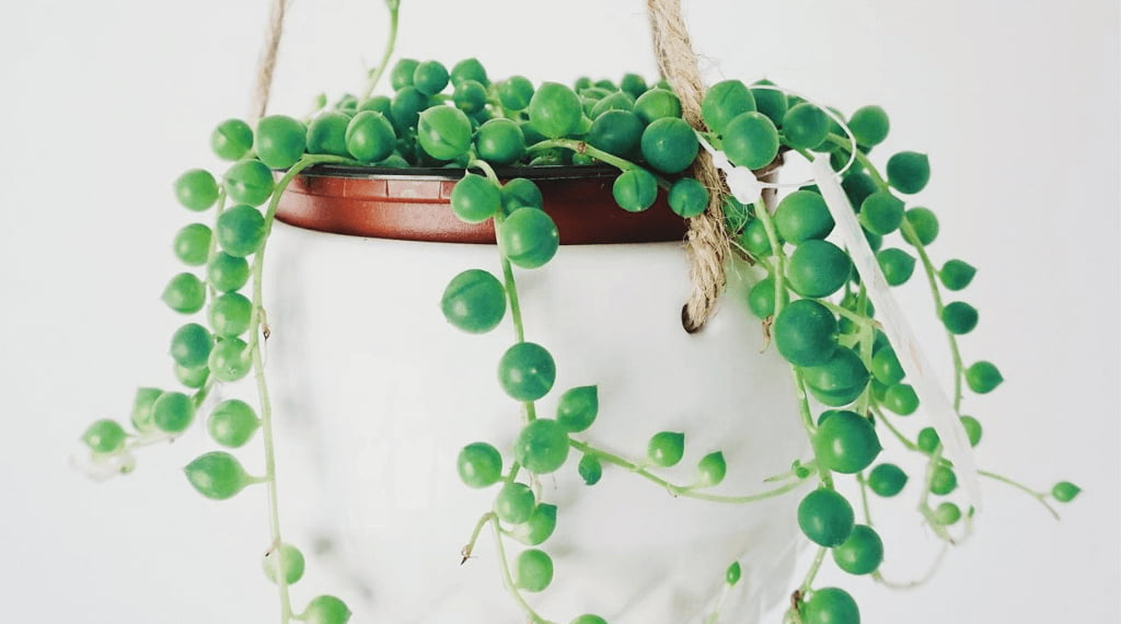 Decorate With The Best Indoor Trailing Plants