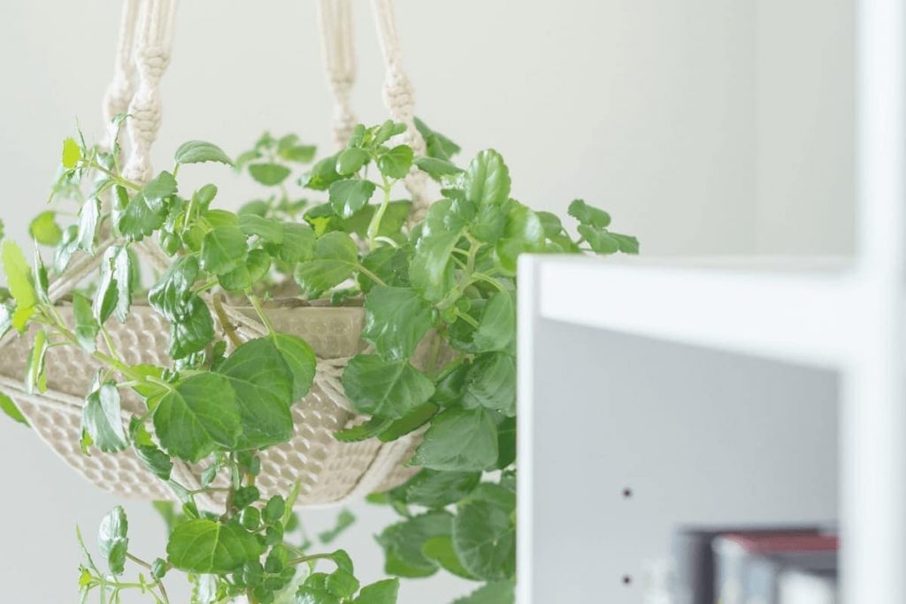indoor vine plant in macrame holder hanging from ceiling