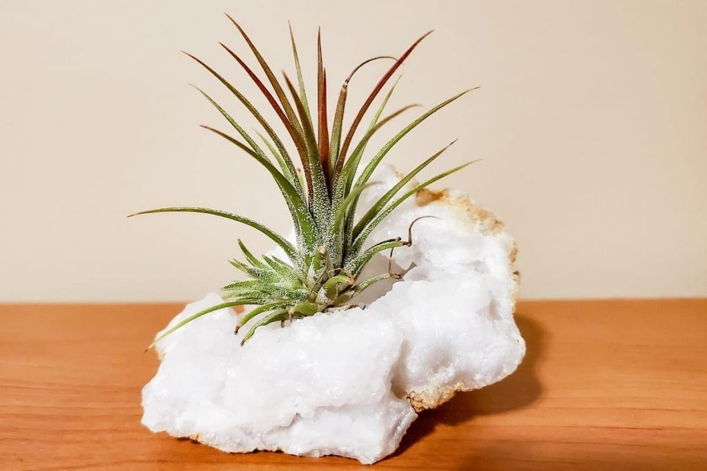 tillandsia ionantha rubra placed inside citrine crystal