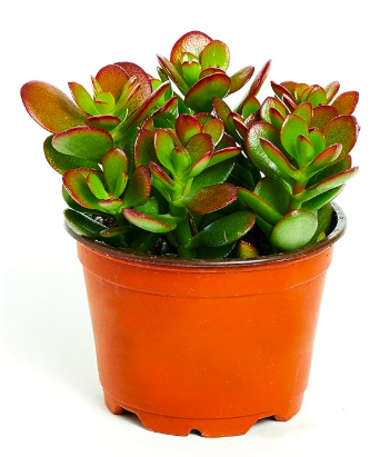 7 Indoor Plants That Bring Good Luck & Fortune | Plantiful Interiors