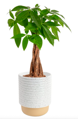 7 Indoor Plants That Bring Good Luck & Fortune | Plantiful Interiors