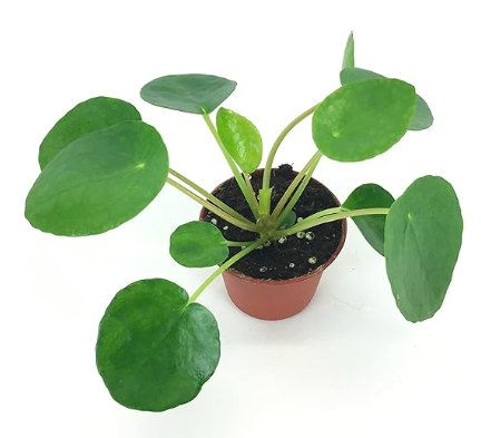 7 Indoor Plants That Bring Good Luck & Fortune | Plantiful Interiors