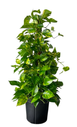 7 Indoor Plants That Bring Good Luck & Fortune | Plantiful Interiors