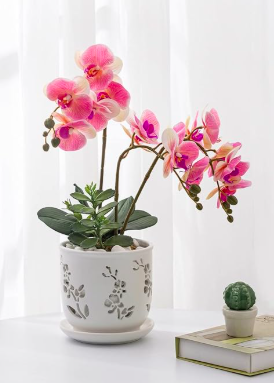 7 Indoor Plants That Bring Good Luck & Fortune | Plantiful Interiors