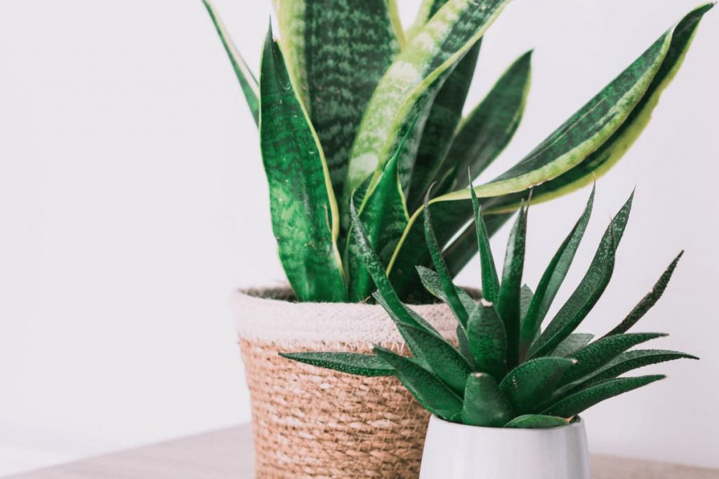 two different types of sanke plants planted in small white pot and rope planter