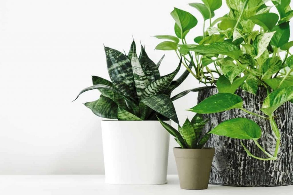 low maintenance indoor plants for beginners: snake plant, pothos in pots on white counter