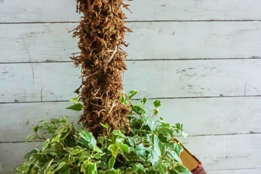 sphagnum moss pole in climbing vine