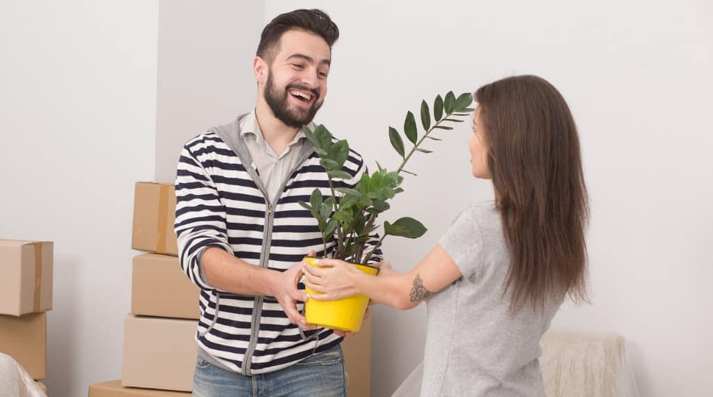 Best housewarming houseplants