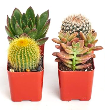 The 10 Best Housewarming Houseplants | Plantiful Interiors