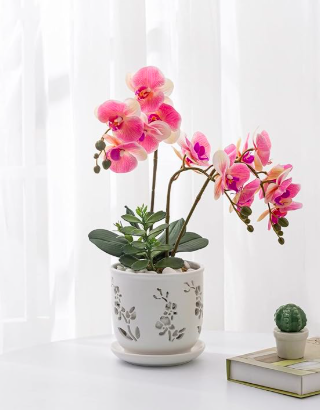 The 10 Best Housewarming Houseplants | Plantiful Interiors