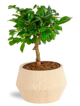 The 10 Best Housewarming Houseplants | Plantiful Interiors