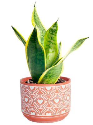 The 10 Best Housewarming Houseplants | Plantiful Interiors