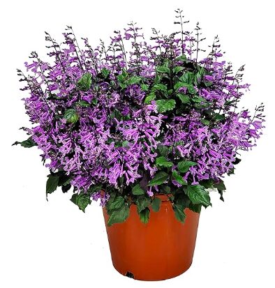 The 10 Best Housewarming Houseplants | Plantiful Interiors