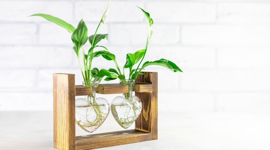 plant cuttings rooted in water inside round glass test tubes and wooden block