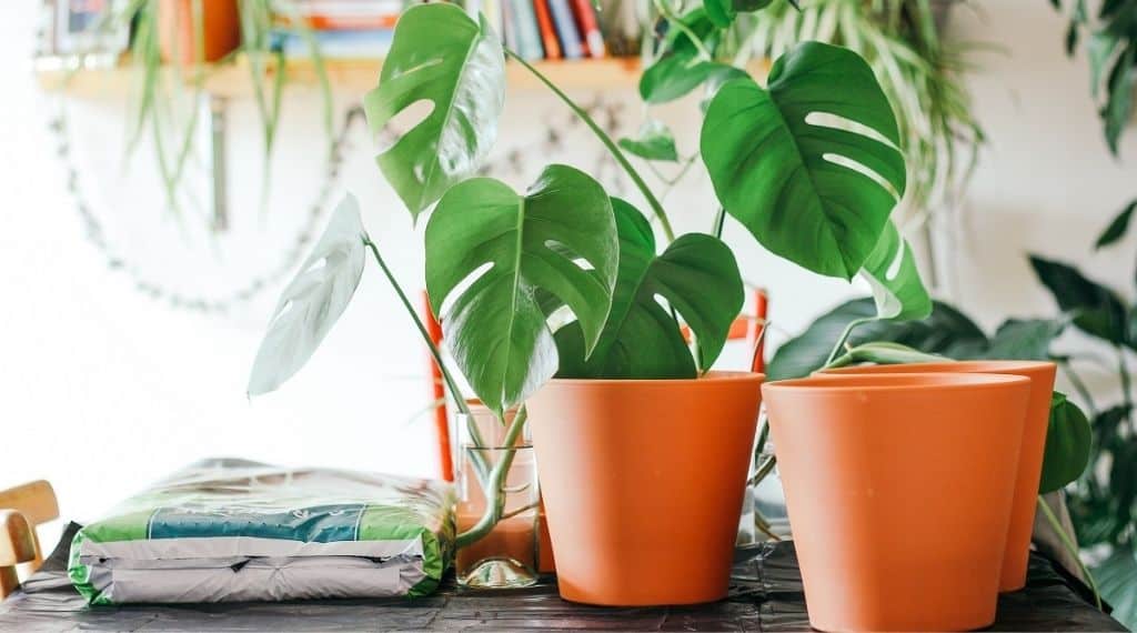 monstera leaves bag of soil and pair of terracotta pots