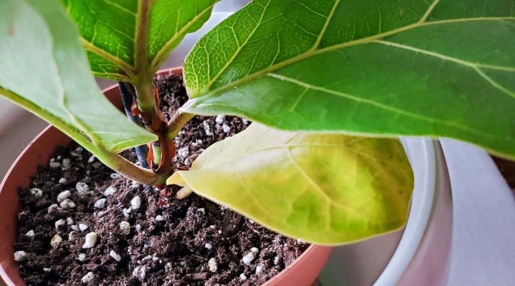 fiddle leaf fig plant leaf turning yellow