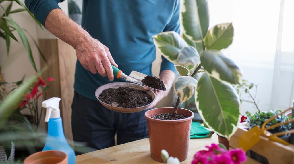 adding best potting soil to indoor plants with variegated leaves