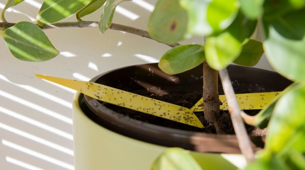 fungus gnats in houseplants on yellow sticky trap