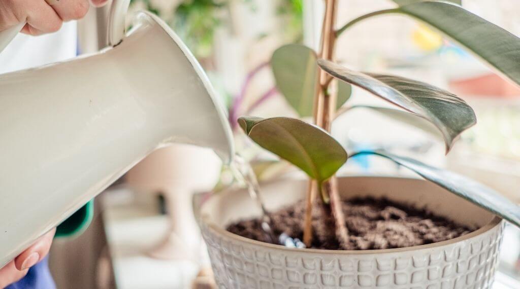 Is Distilled Water For Houseplants The Best? | Plantiful Interiors