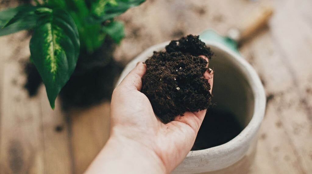 Does Potting Soil Go Bad? What To Look Out For | Plantiful Interiors