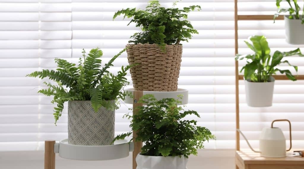 10 Types of Ferns For Indoors + How To Easily Care For Them | Plantiful Interiors