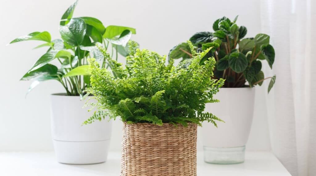 5 Best Self Watering Indoor Plants To Beautify Your Home | Plantiful Interiors