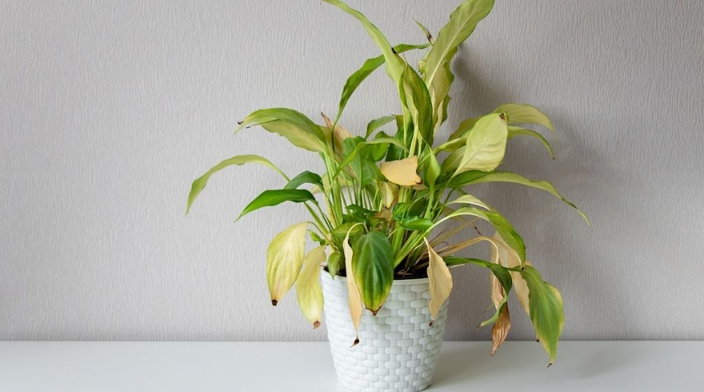 Are Your Indoor Plants Dying? Do This To Revive Them - Plantiful Interiors