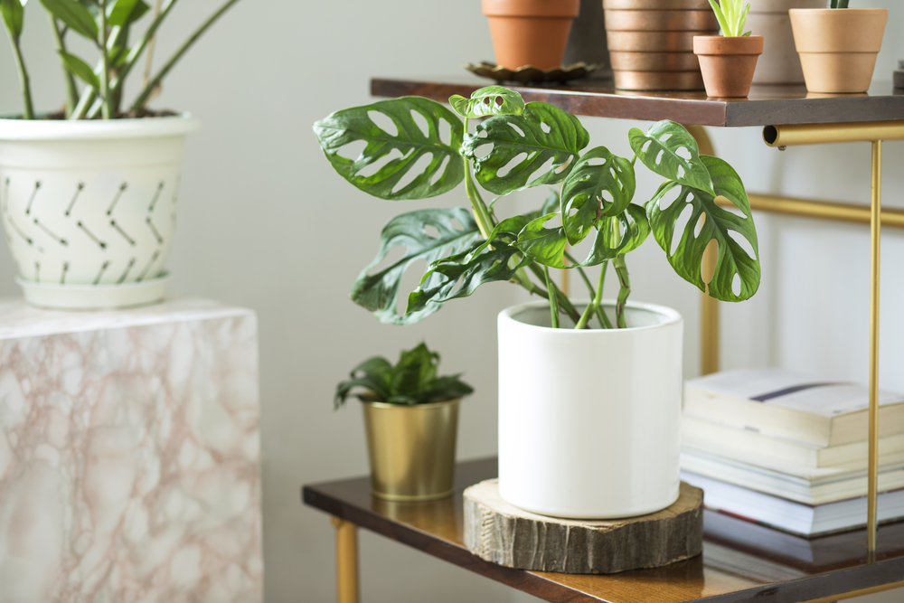 How to Pick the Best Air Purifying Indoor Plant for Your Home | Plantiful Interiors