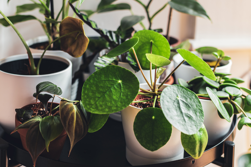 Create Your Own Handmade DIY Indoor Plant Stand: A Step-by-Step Guide | Plantiful Interiors