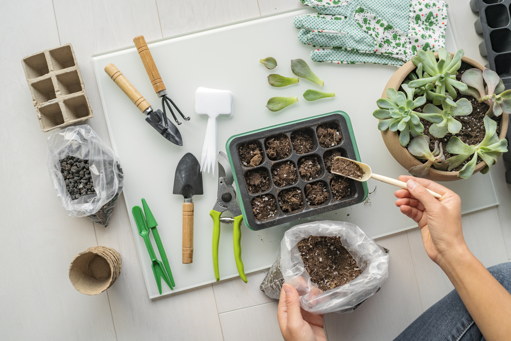 House Plants Propagation: The Art of Growing Your Collection | Plentiful Interiors