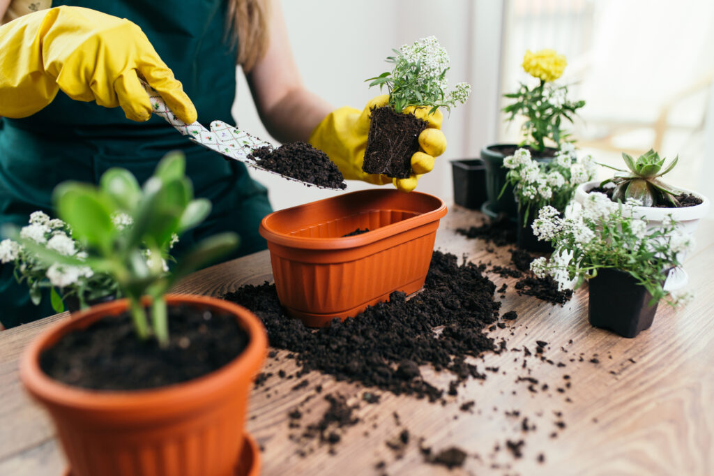 How to Repot a Plant in 7 Easy Steps: A Hassle-free Guide | Plantiful Interiors